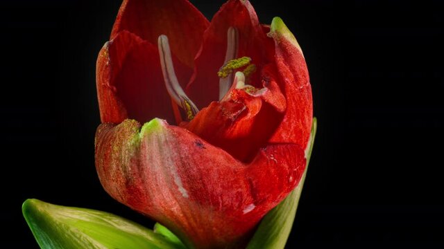 Beautiful red amarylis bloom, time lapse, macro shot 4k video