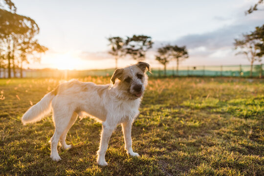 Scruffy dog at sunset