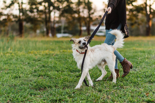 A dog walking a human