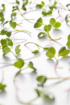 Natural organic microgreen close up pattern.