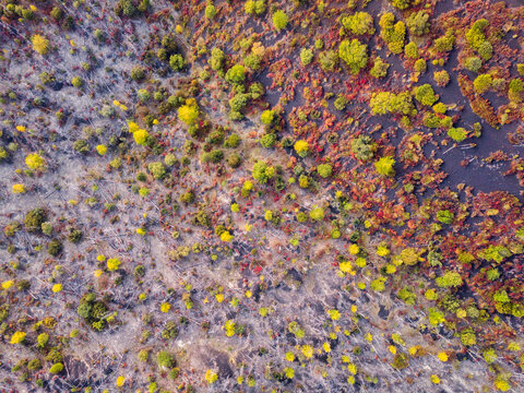 Top view from drone above recovering forest in Kamchatka krai, Russia.