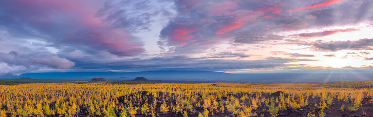 Panoramic scenery with sunset sky above recovered dead forest, Kamchatka.