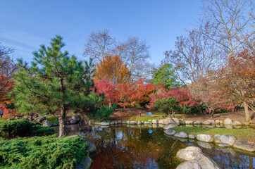 Fototapeta na wymiar autumn season, colorful trees, japanese trees and a pond. 