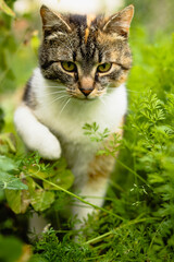 Colorful feline beast tries to jump over the twigs of the blackberry that stab it with its needles. Kitten has a focused expression. Beskydy mountains, Czech wilderness