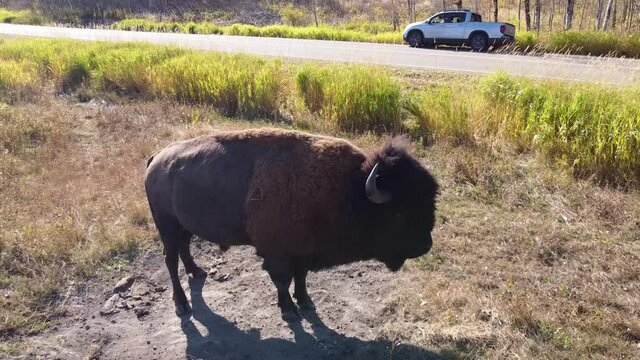 1-4 gimbal zoom out close up of male feral water buffalo at forest roadside park sandpit huffing and puffing as he prepares to enjoy the cool refresh bath in the natural dirt on a hot summer afternoon