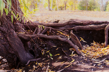 The old tree with big root half visible above the ground, curved snag and yellow leaves. Dark mood landscape. Outdoors, copy space.