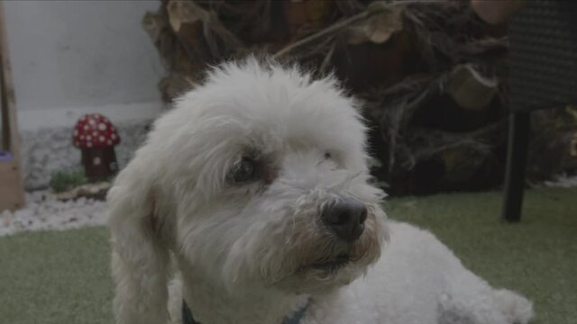 Perro poodle caniche blanco con la boca abierta