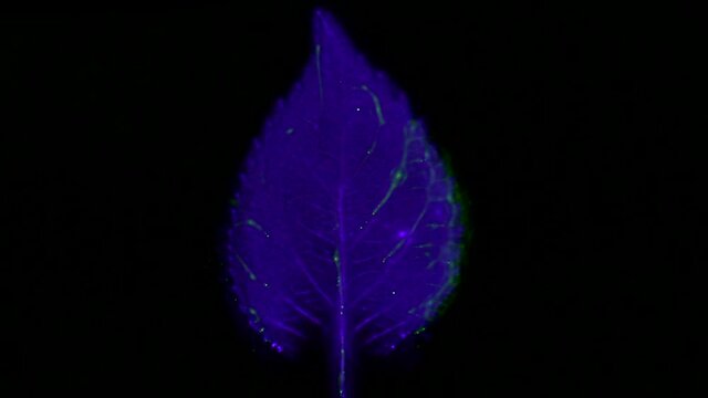 Kirlian photography of electromagnetic discharge of Hydrangea leaf.