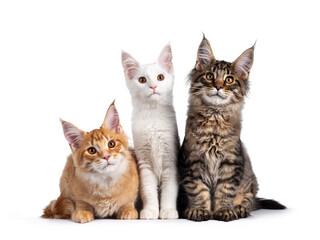 Red, solid white and black tabby Maine Coon cat kittens, sitting beside each other. Looking al...