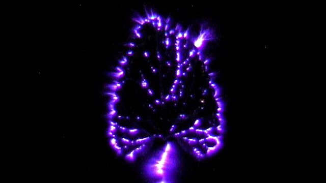 Kirlian photography of electromagnetic discharge of Catnip leaf (Nepeta cataria).