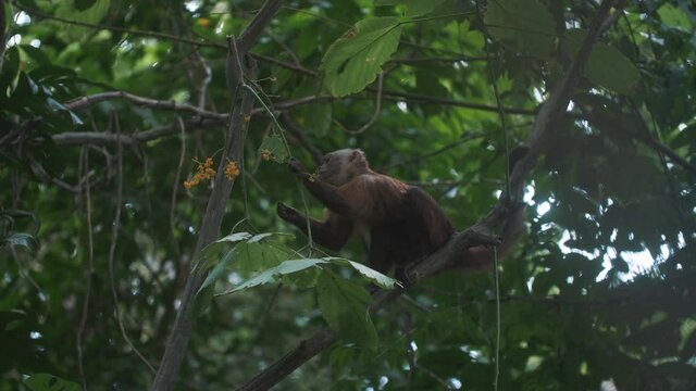 capuchin monkey eating flowers on a tree at Tayrona Park, Colombia