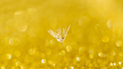 dandelion at yellow background. 2021 trendy color. Freedom to Wish. Seed macro closeup. Hope and dreaming concept. Fragility. Springtime. soft focus on water droplets. Macro nature Beautiful dew drops