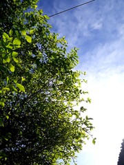 leaves with blue sky