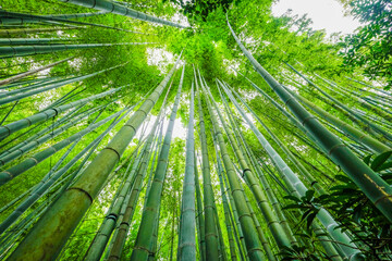 Fototapeta na wymiar 神奈川県鎌倉の竹林