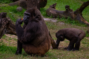 A large hairy silverback gorilla sits on green grass eating. The mother ape is holding the hand of its infant ape. The animal that has long hair is still nursing its baby in a natural setting. 