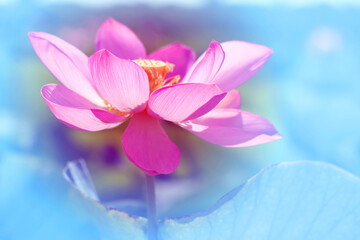 Photo macro of a beautiful pink Lotus flower