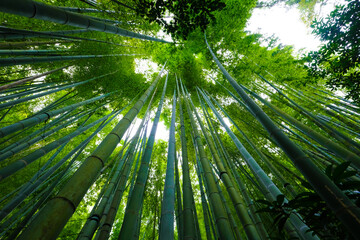 Fototapeta na wymiar 神奈川県鎌倉の竹林