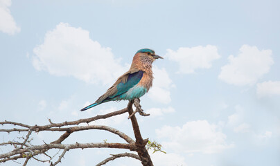 Indian roller perched on a tree
