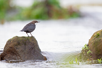 White-throated Dipper perched on a rock in a streaming creek.