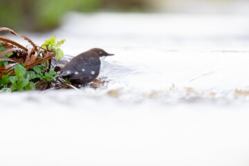 A white-throated dipper Cinclus cinclus perched in streaming water in search for food.