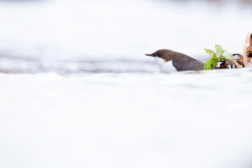 A white-throated dipper Cinclus cinclus perched in streaming water in search for food.