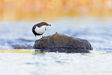 White-throated Dipper perched on a rock in a streaming creek.