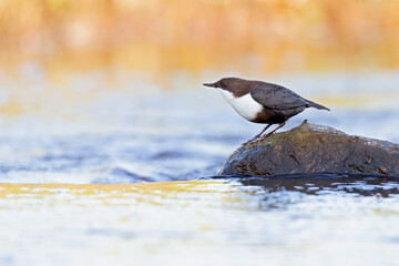 White-throated Dipper perched on a rock in a streaming creek.