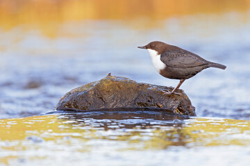 White-throated Dipper perched on a rock in a streaming creek.