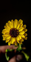 Calendula isolated on dark background..