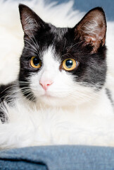 cute little cat sleeping on fluffy white  hygge concept