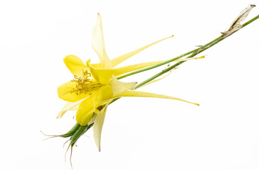 fiore isolato di aquilegia gialla su fondo bianco