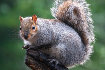 Mr Pose Squirrel