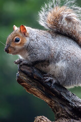 Ready & Waiting -Squirrel