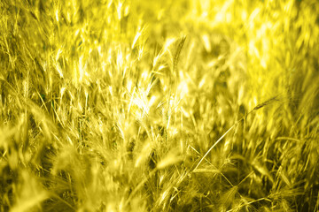 ears of illuminating wheat in the field selective focus, blur