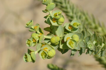 Sea Spurge (Euphorbia paralias)