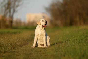 a sweet yellow labrador in the park