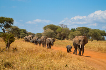 Naklejka na ściany i meble A family of elephants in Tanzania