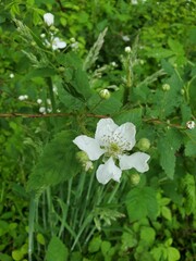white flowers