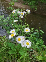 daisies by the water