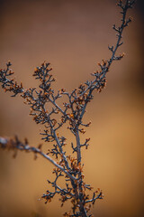 Desert bush in Oregon
