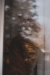 cat in window