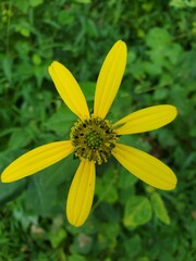 yellow flower in the forest