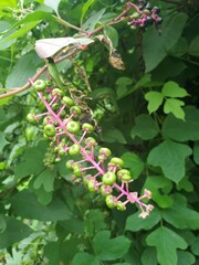 pink and green flowers