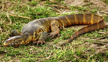 Nile monitor lizard in Selous Game Reserve, Tanzania.