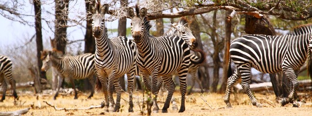 Fototapeta na wymiar Zebras in the wild, Selous Game Reserve, Tanzania.