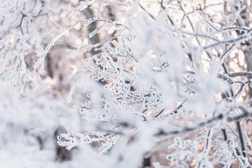 snow covered branches