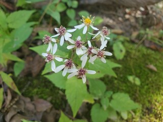 white flowers