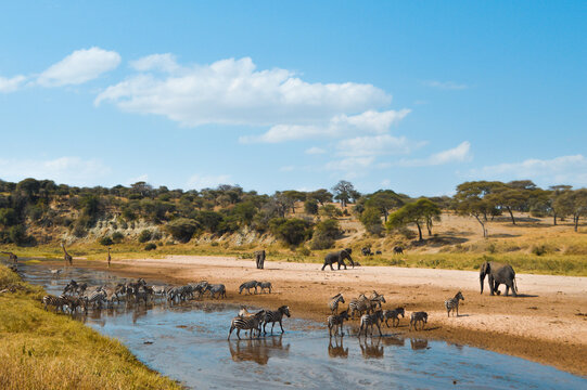 Animals At The Watering Hole In Tanzania