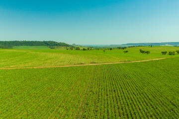 aerial view of sugarcane plantation area with mountains in the background - Brazil