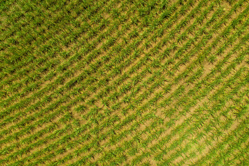 cane field seen from above on sunny day in Brazil